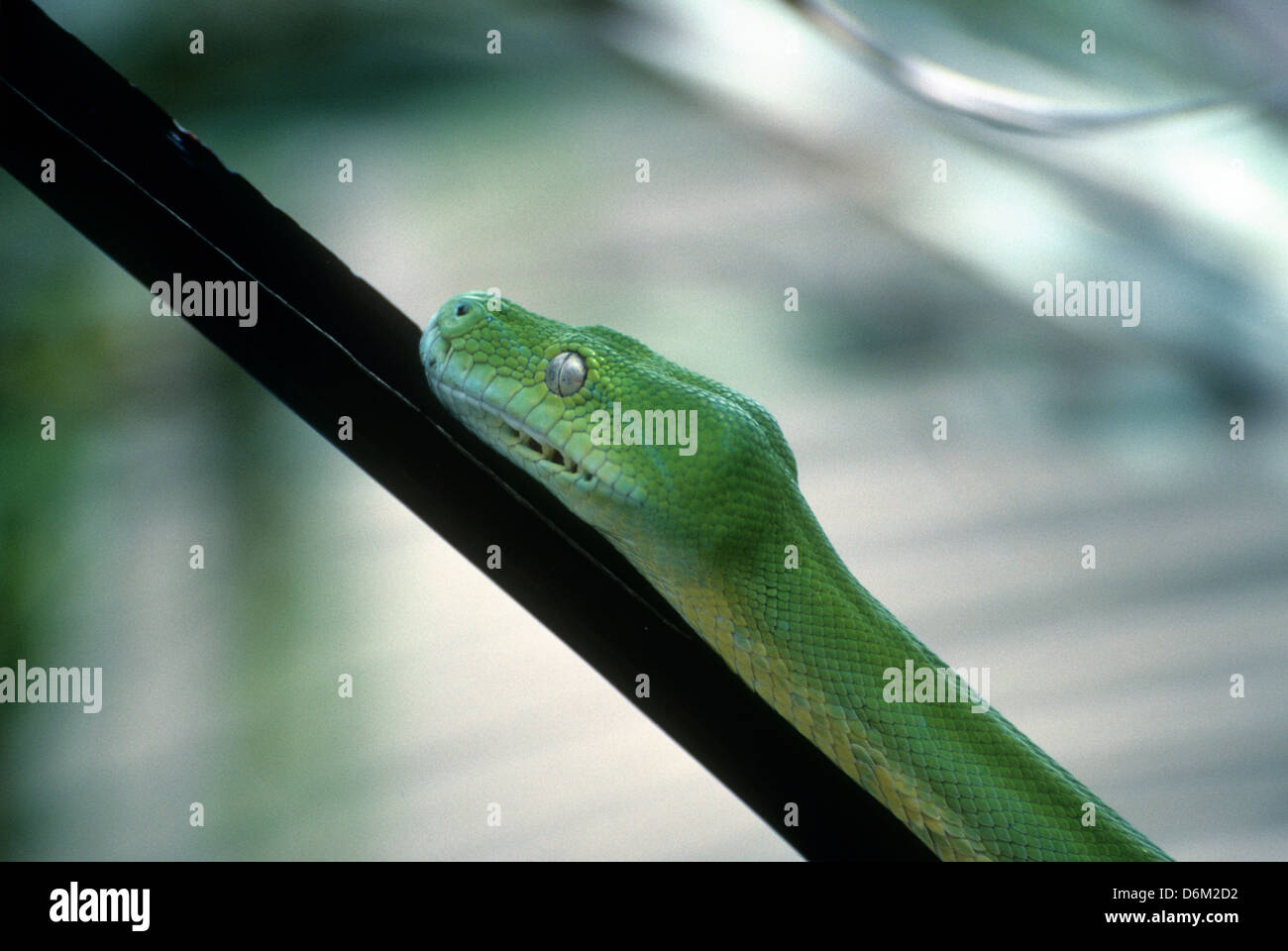 Australia, wildlife, reptiles, Australia, green tree python Stock Photo ...