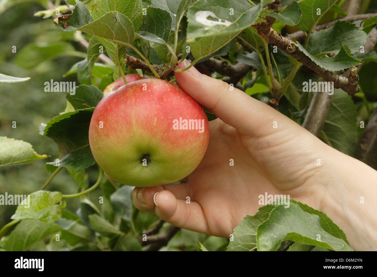 A ripe discovery apple is being picked off a tree. Stock Photo