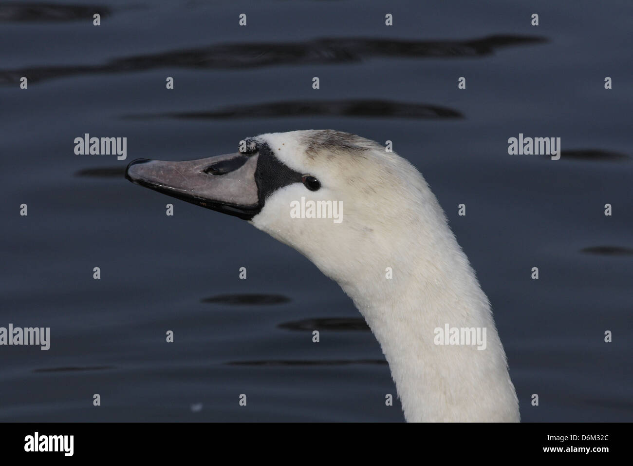 A closeup of the head of a fully grown Stock Photo Alamy