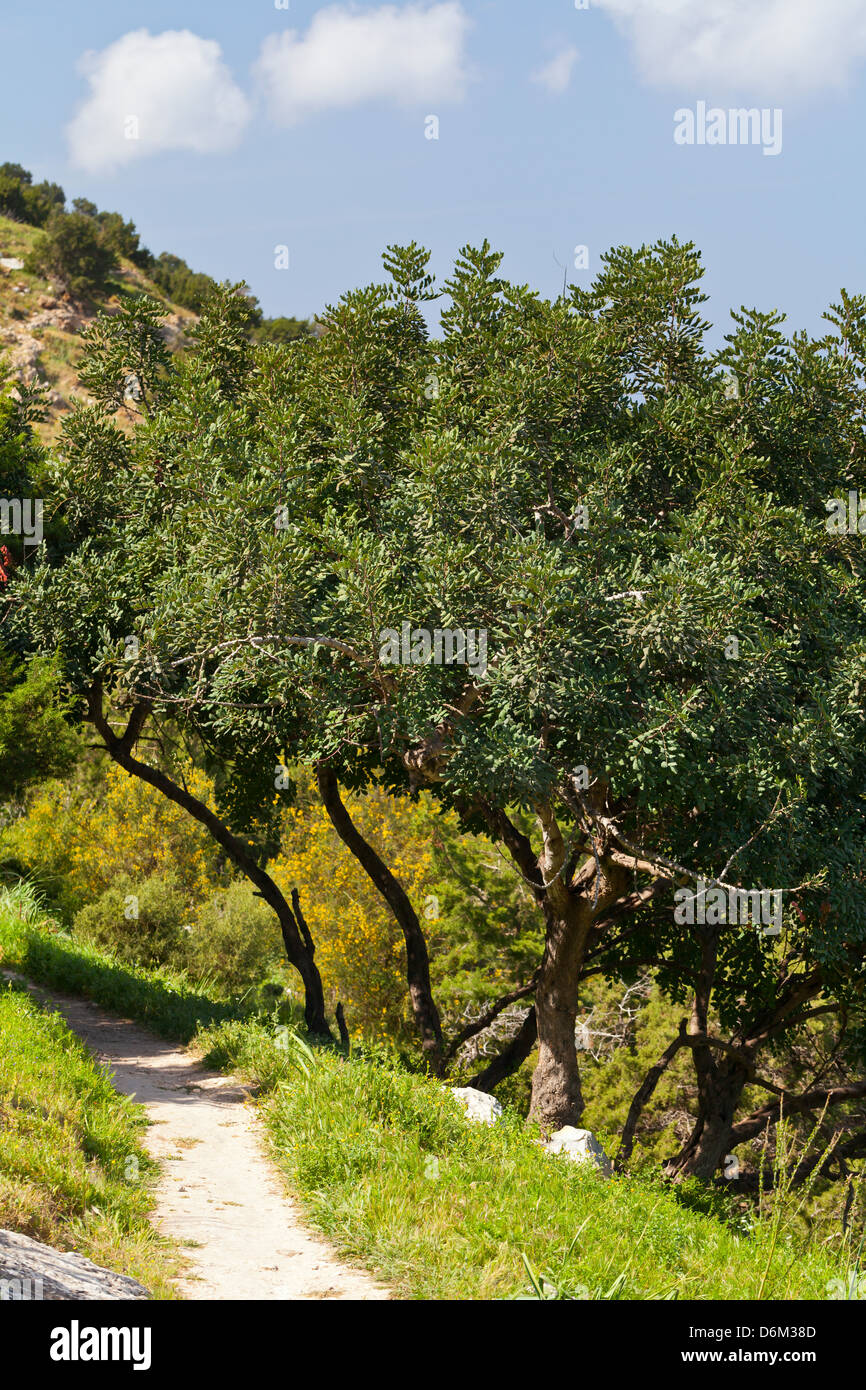 Cyprus - Landscape at the Baths of Aphrodite Stock Photo