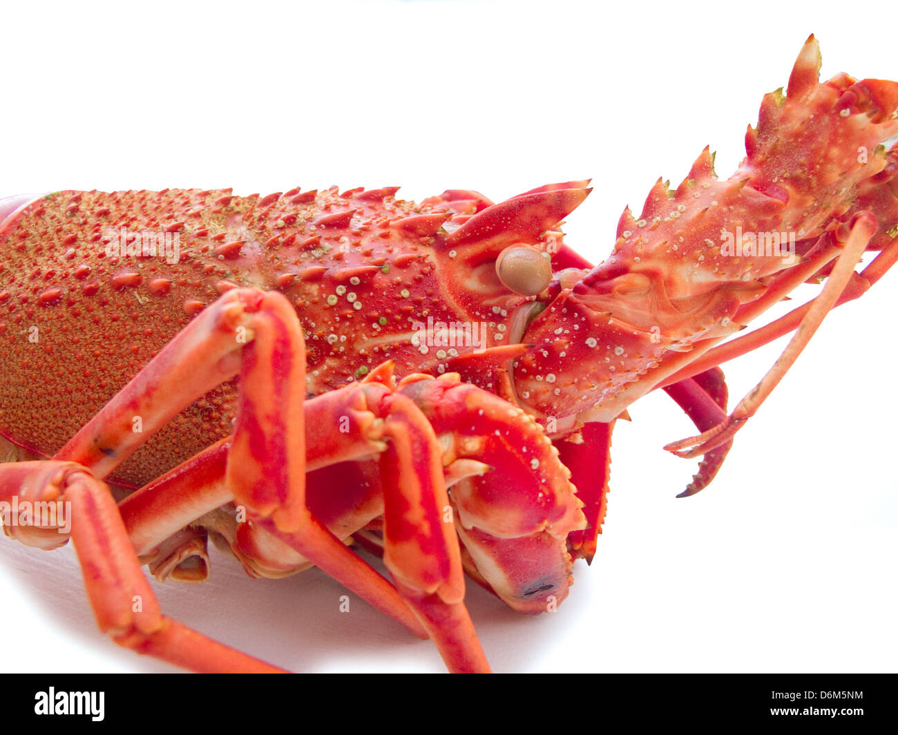 Detail of cooked red lobster on white background Stock Photo