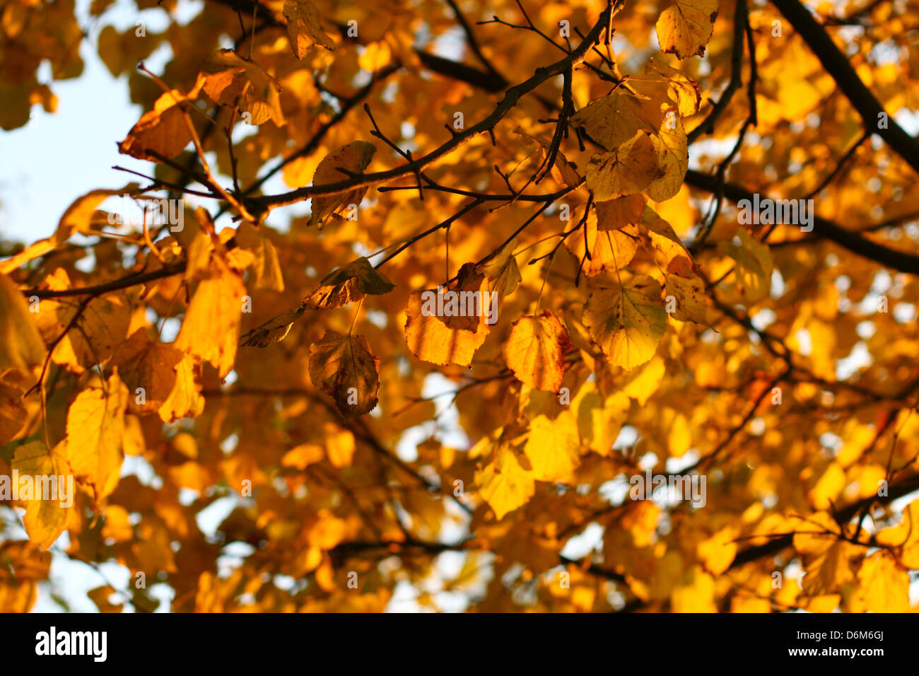 last golden leaves autumn background Stock Photo - Alamy