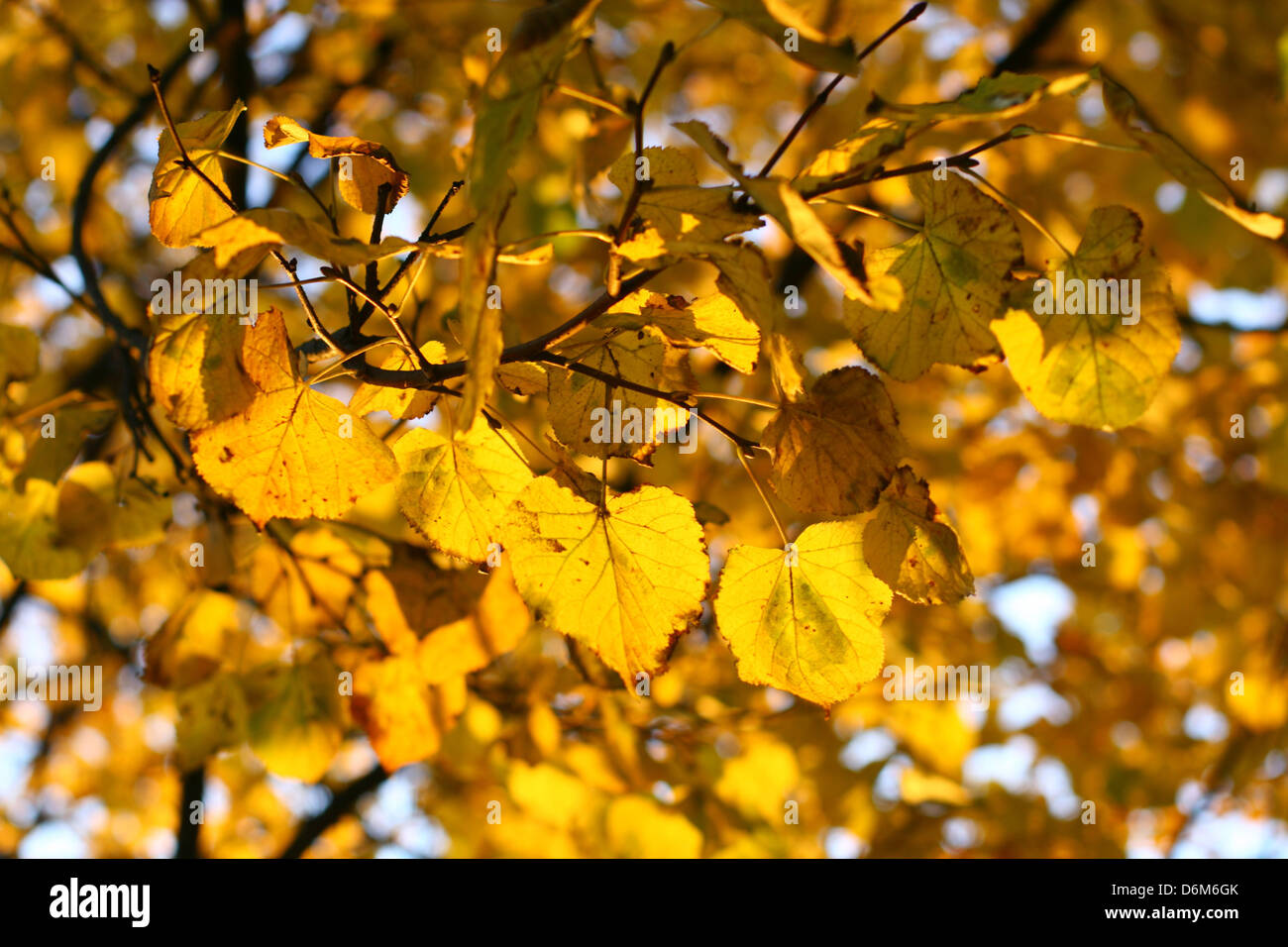 last golden leaves autumn background Stock Photo - Alamy