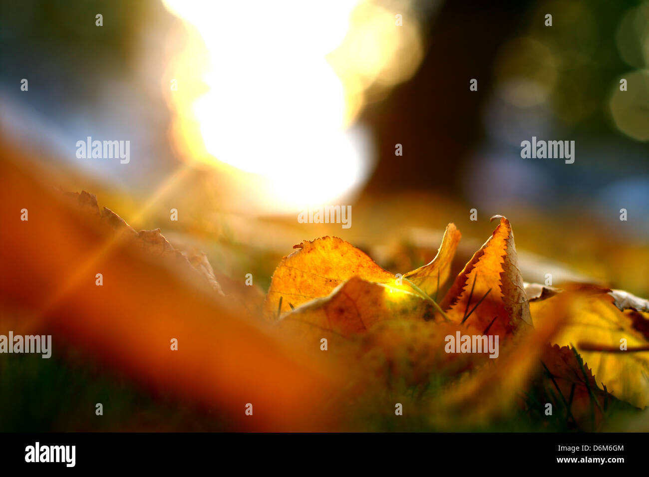 golden leaves on last green grass Stock Photo - Alamy