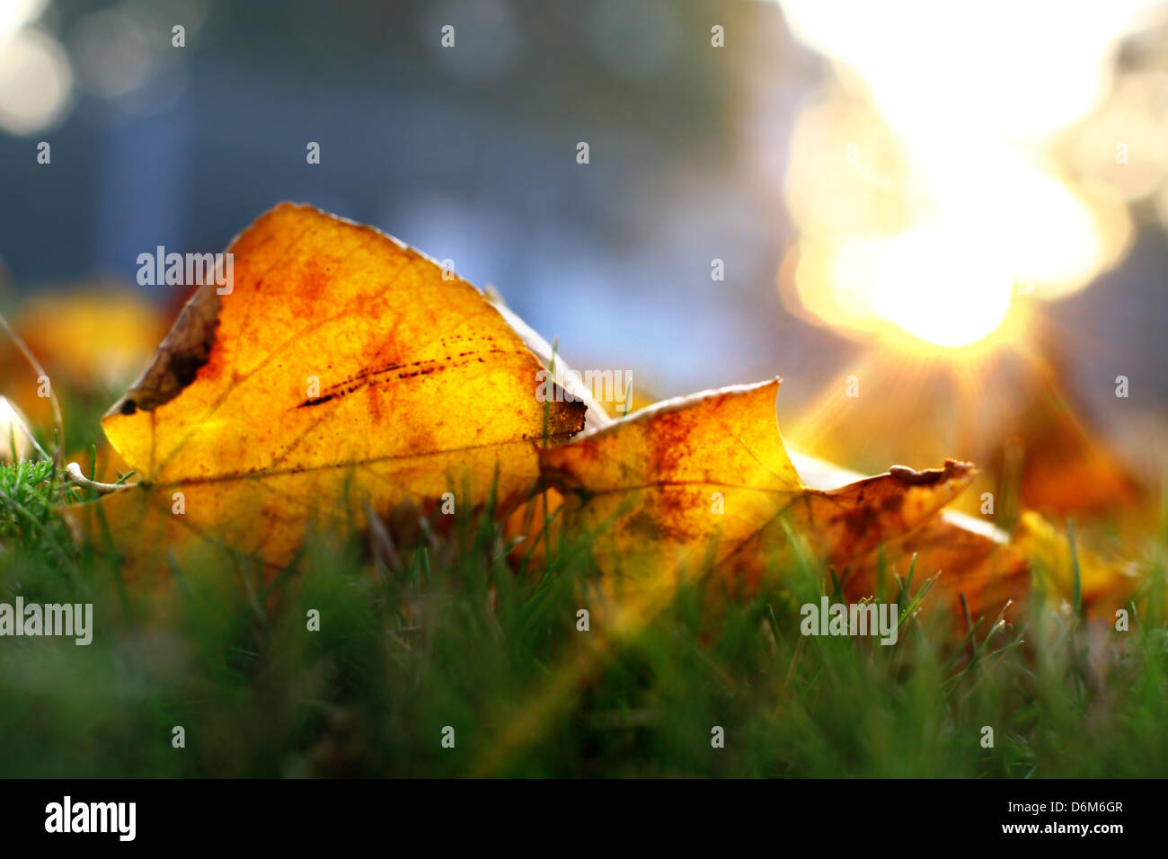 golden leaves on last green grass Stock Photo - Alamy