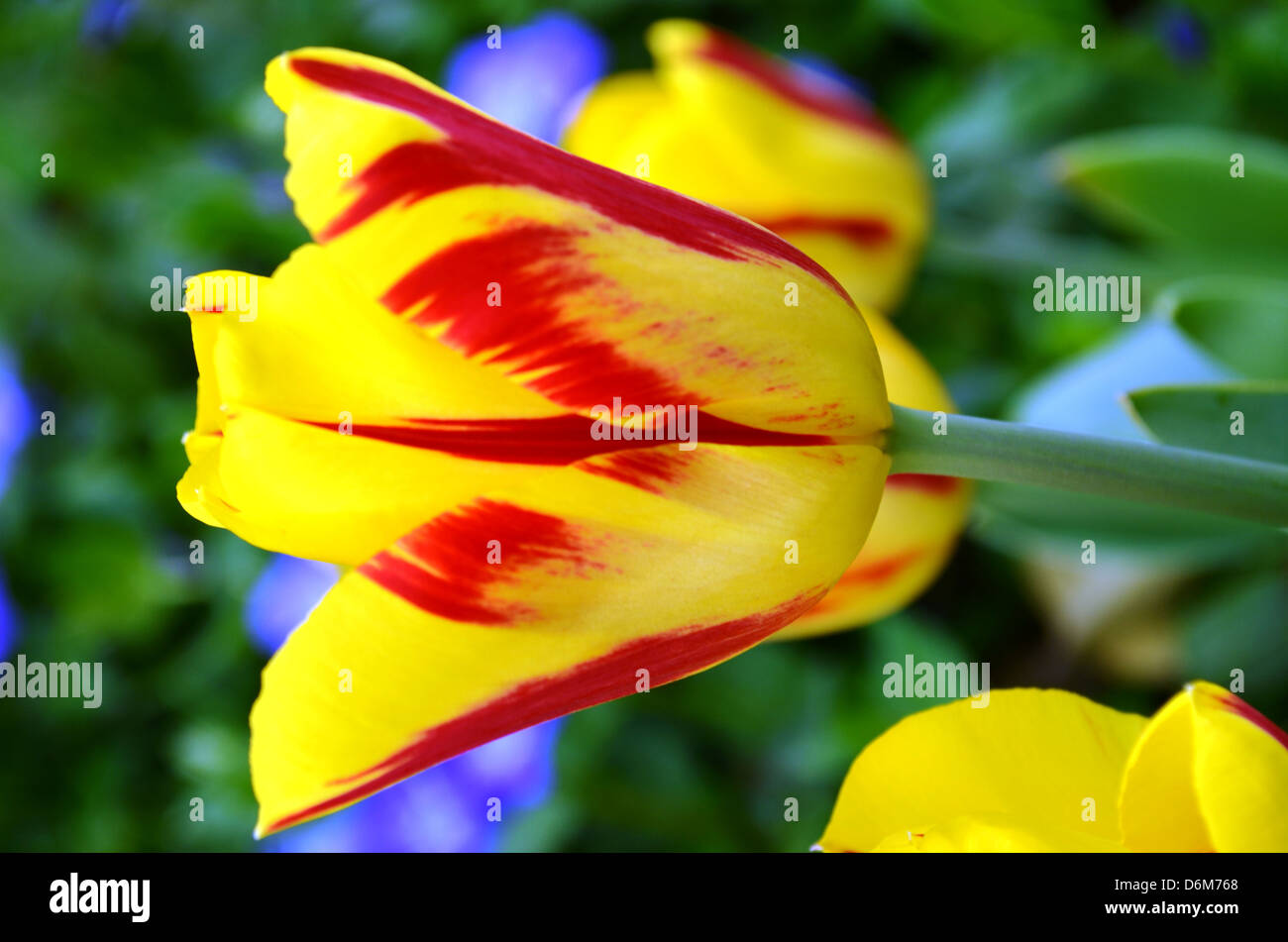 Unduh 990+ Background Bunga Lily Kuning Gratis Terbaik
