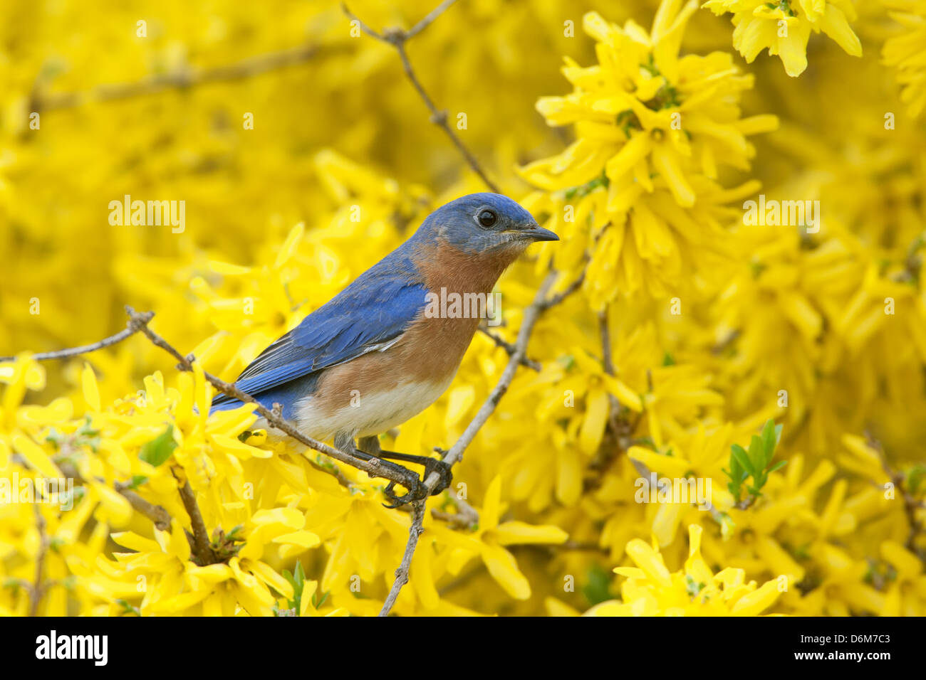 Eastern Bluebird perching in Forsythia Blossoms bird songbird Ornithology Science Nature Wildlife Environment Stock Photo