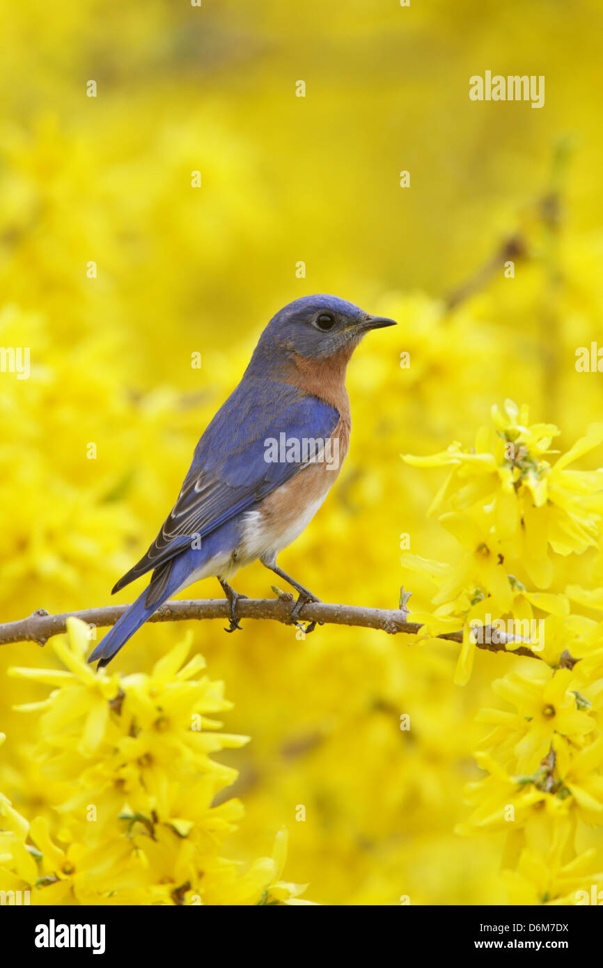 Eastern Bluebird perching in Forsythia Blossoms - vertical bird