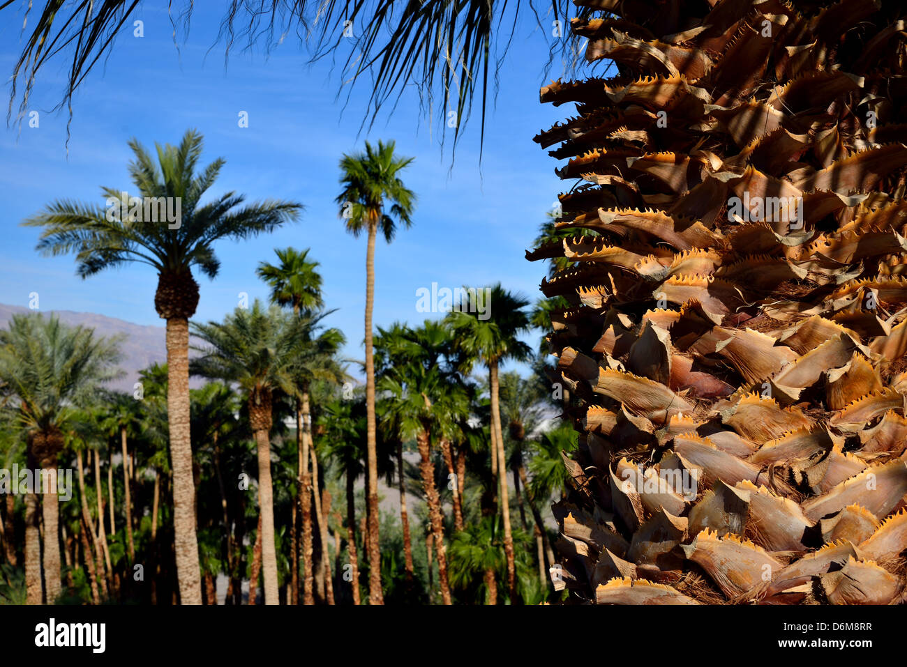 Palm trees. Death Valley National Park, California, USA Stock Photo Alamy