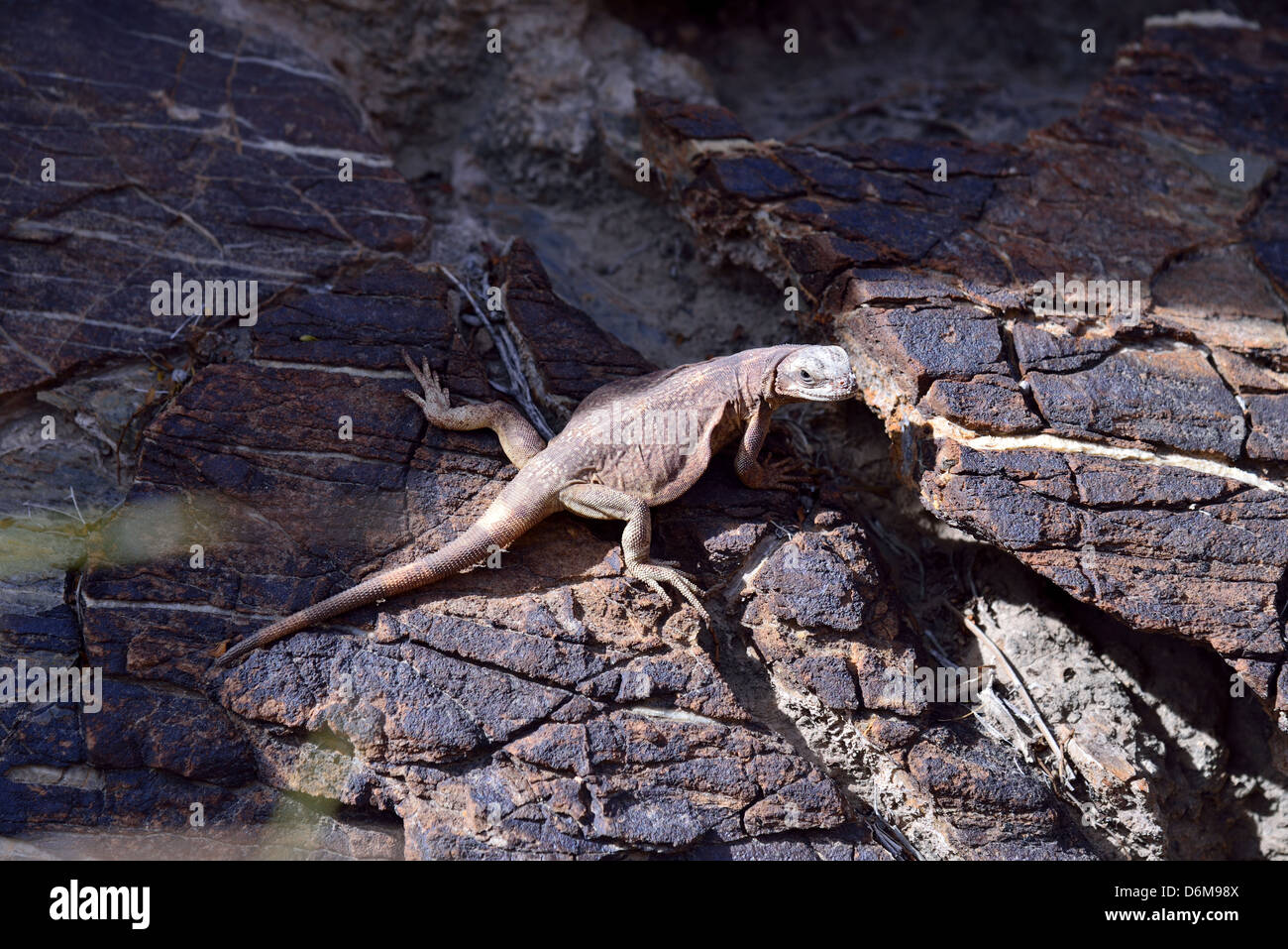 A Chuckwalla lizard (Sauromalus ater) on a rock. Death Valley National Park, California, USA. Stock Photo