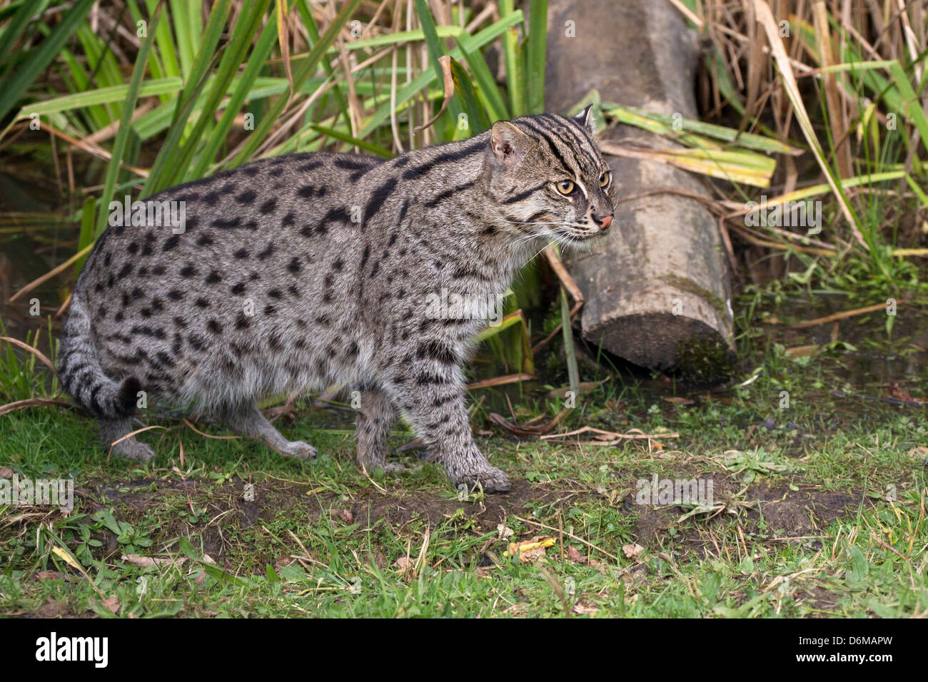 Fishing Cat Stock Photo Alamy