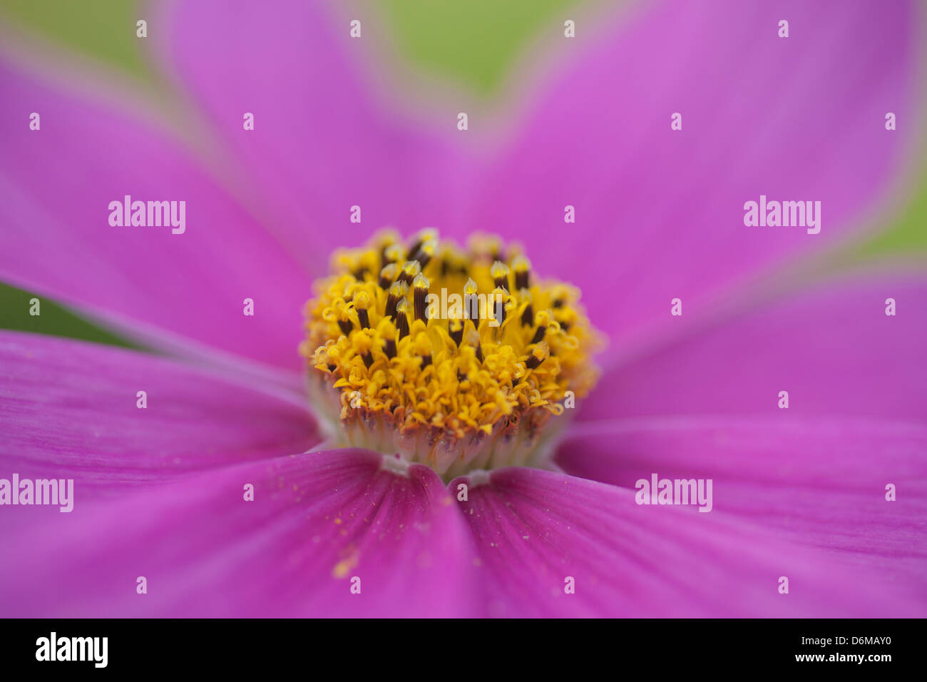 cosmos flowers Asteraceae. flowering plants Stock Photo