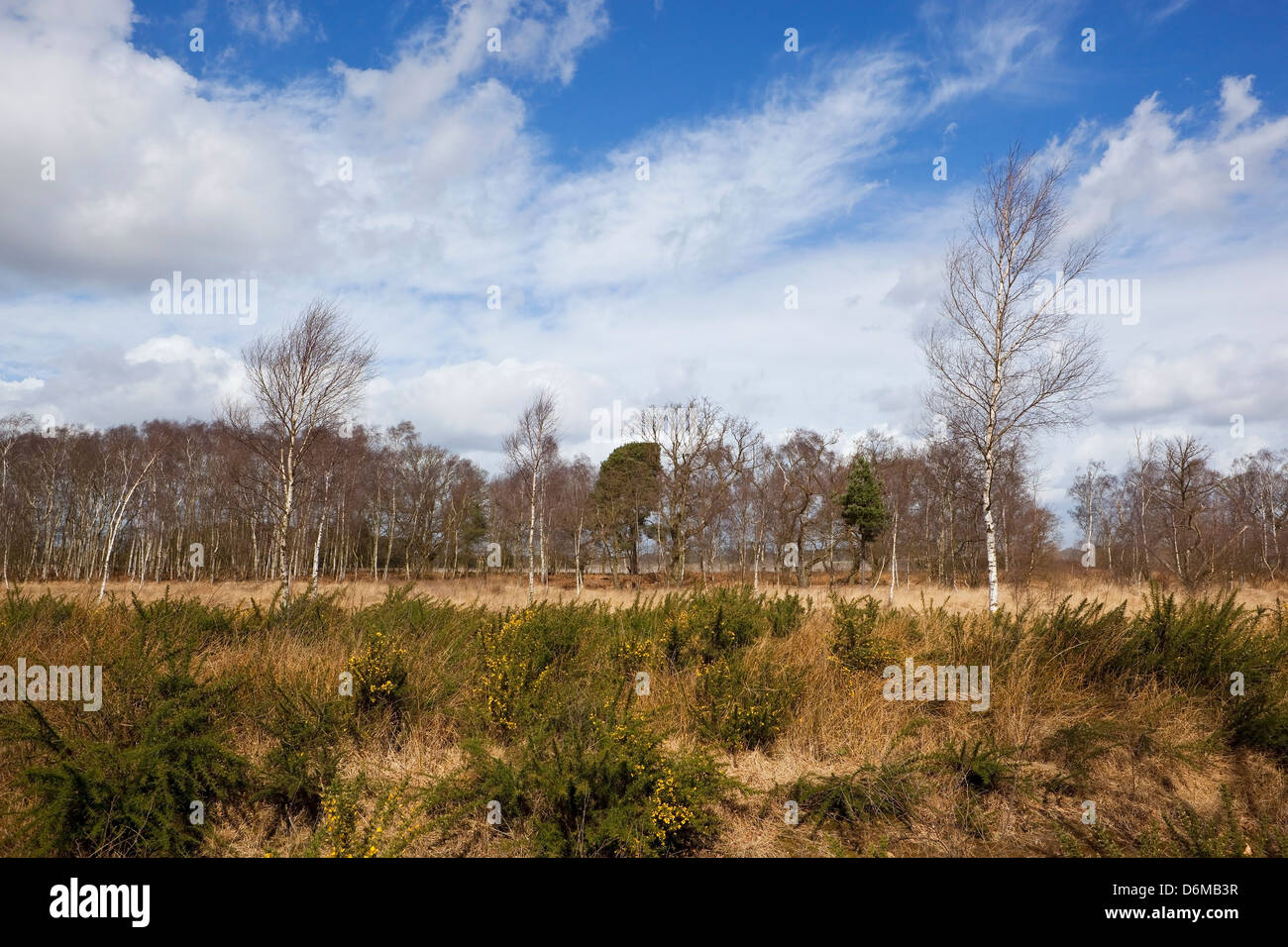 Birch trees and gorse bushes on a lowland heath in springtime under a blue cloudy sky Stock Photo