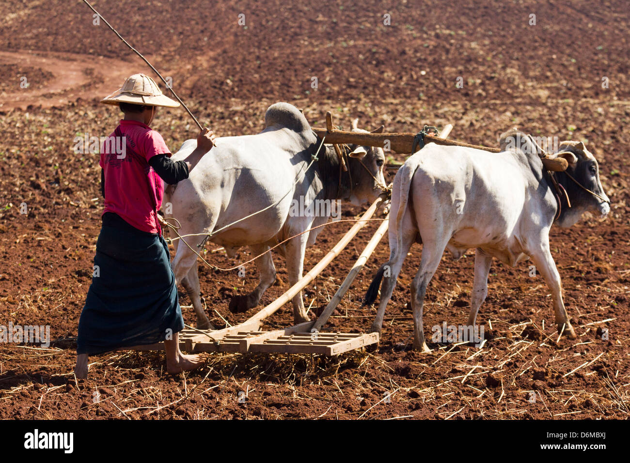 Ox-drawn plow in the fields outside Pindaya, Myanmar 14 Stock Photo