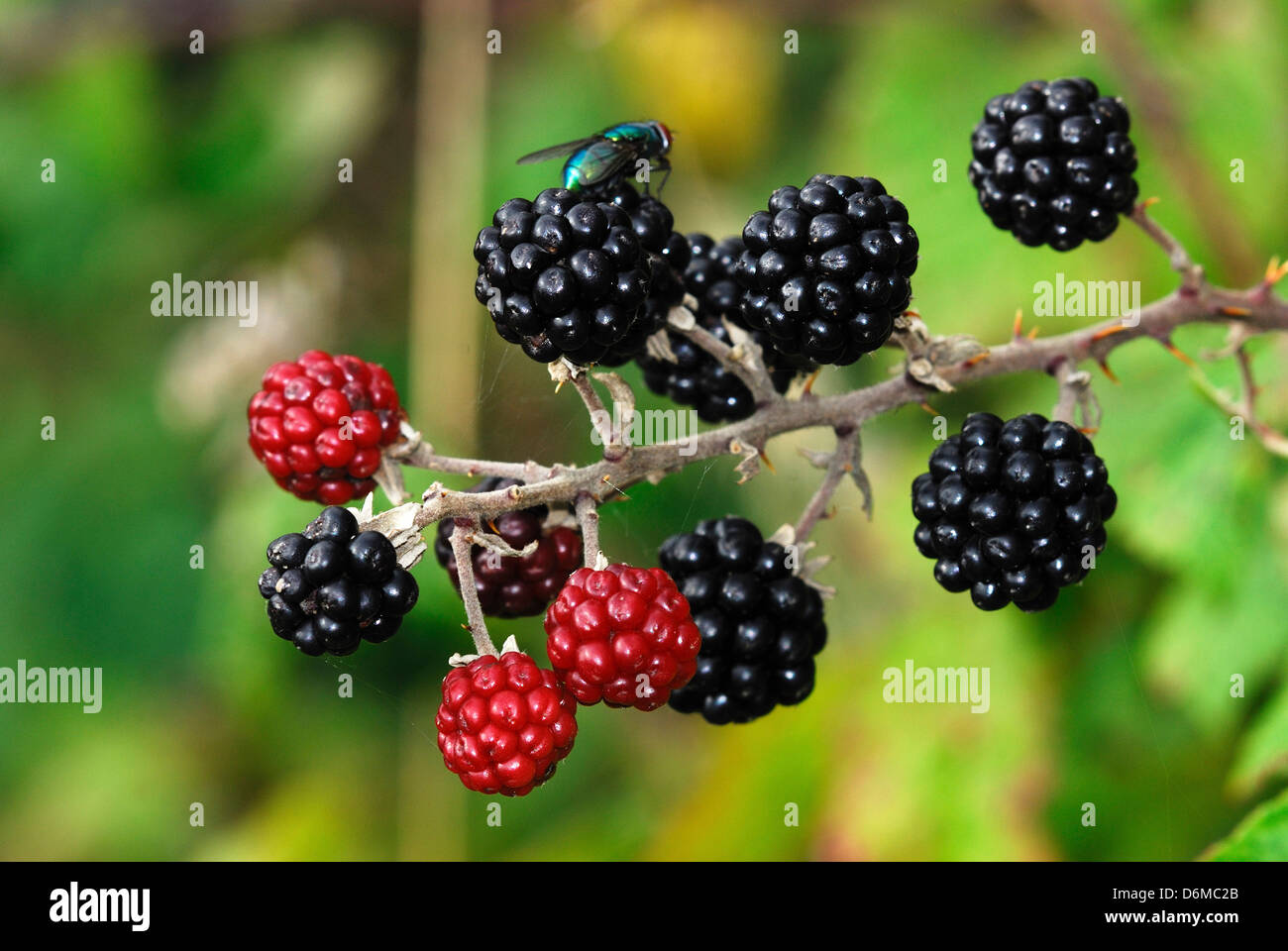 Ripening blackberries in late summer. Dorset, UK. September 2009 Stock Photo