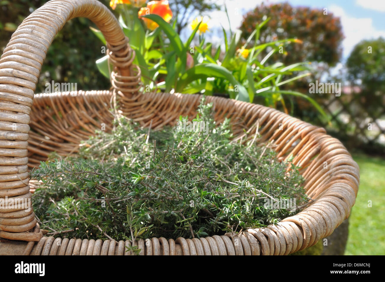 thyme harvested in a wicker basket Stock Photo