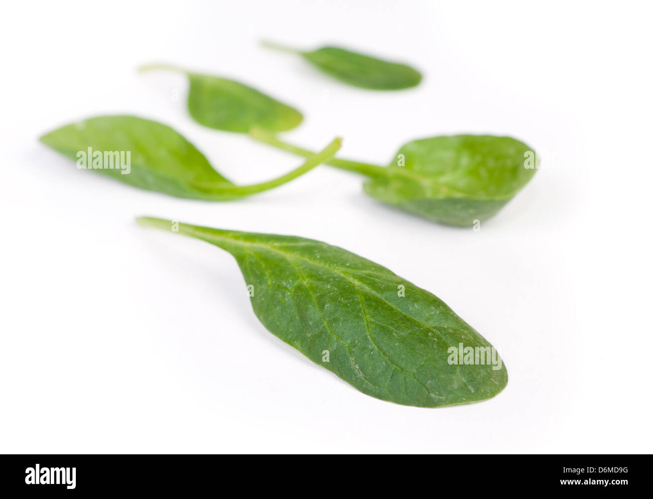 Organic fresh spinach leaves composition Stock Photo