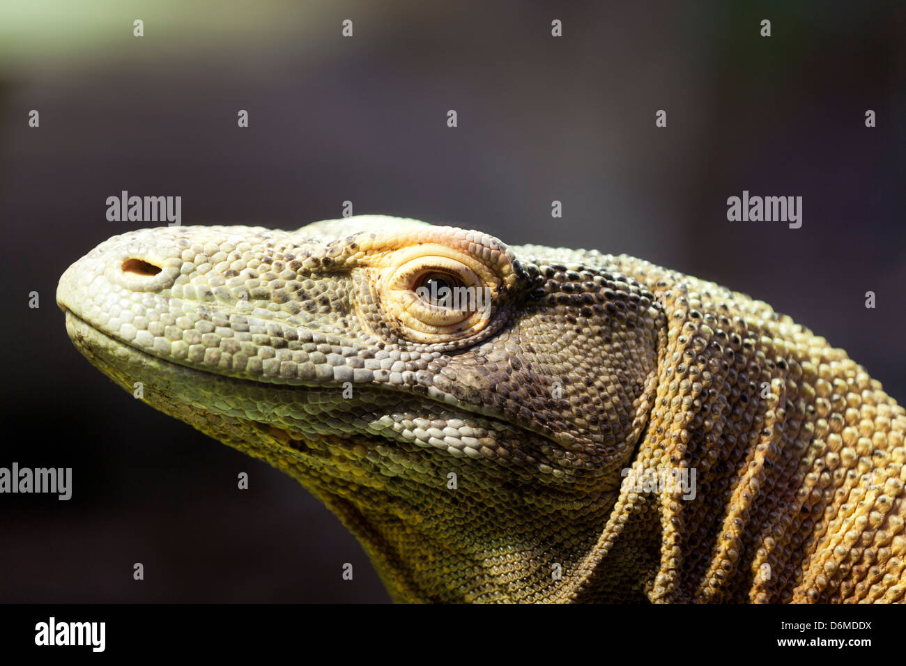 Komodo dragon, portrait of a Komodo Dragon. Stock Photo