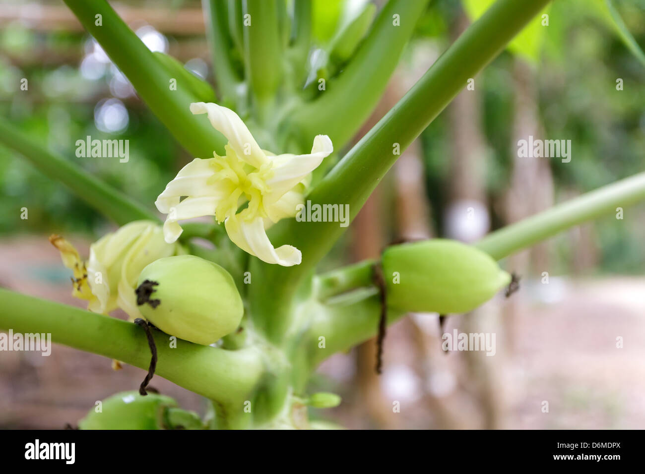 Closeup on papaya tree flowers Stock Photo