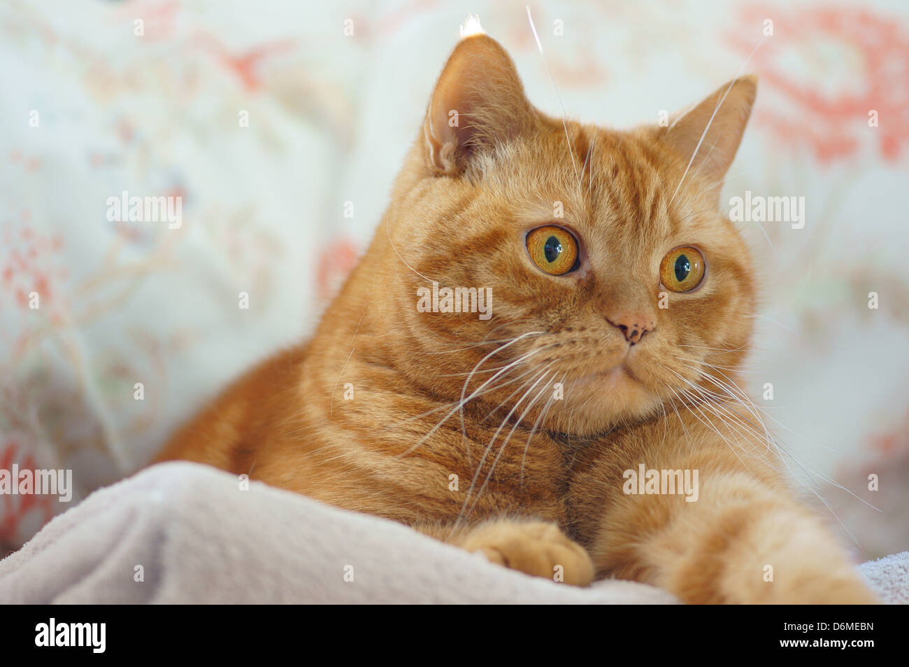 orange british shorthair