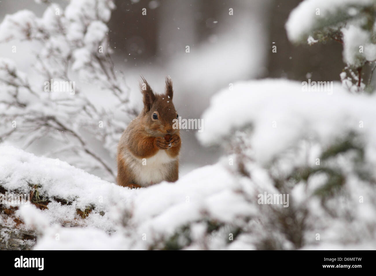 Red Squirrel (Sciurus vulgaris) feeding in snow covered Caledonian Pine Forest. Scotland. Stock Photo