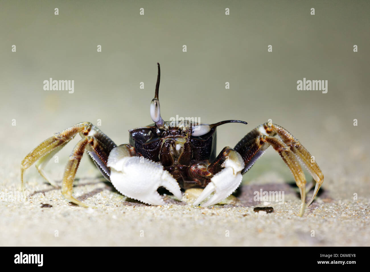 Night shot of a tropical long eyed asian crab bending one eye, Thailand Stock Photo Alamy