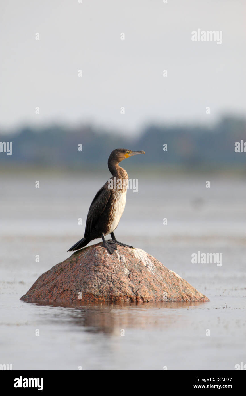 Cormorant (Phalacrocorax carbo), Europe, Estonia. Stock Photo