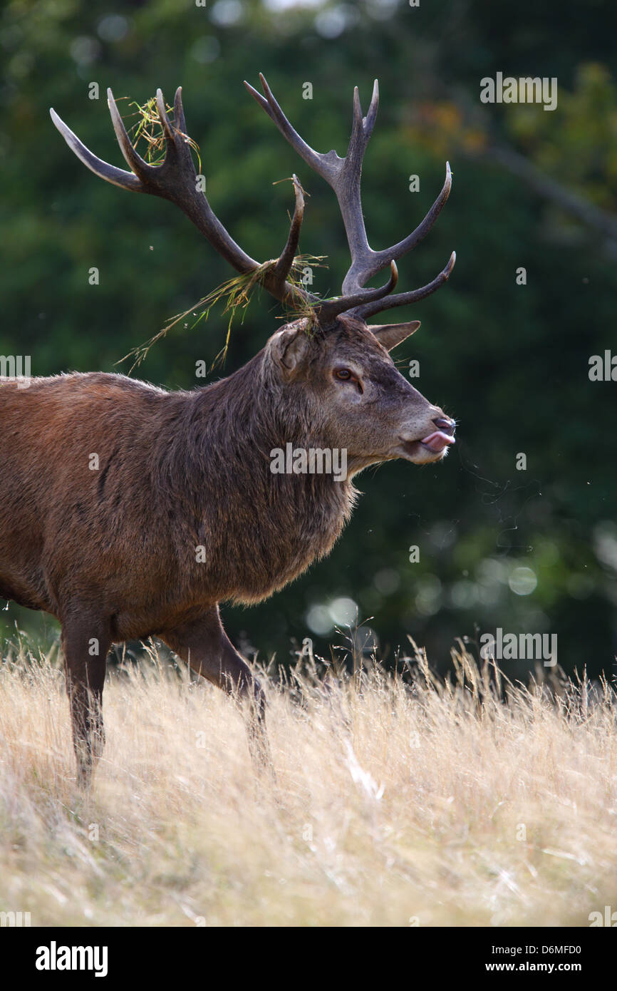 Rutting Red Deer (Cervus elaphus), Europe Stock Photo