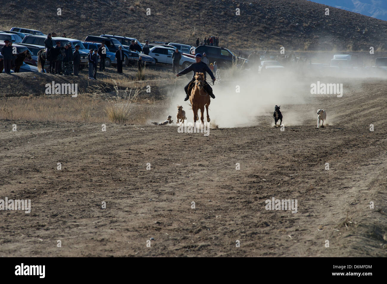 dogs chasing the rabbit Stock Photo Alamy