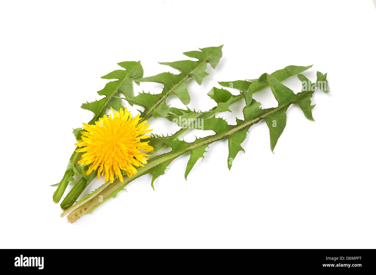 Leaves of hawkbit Stock Photo - Alamy