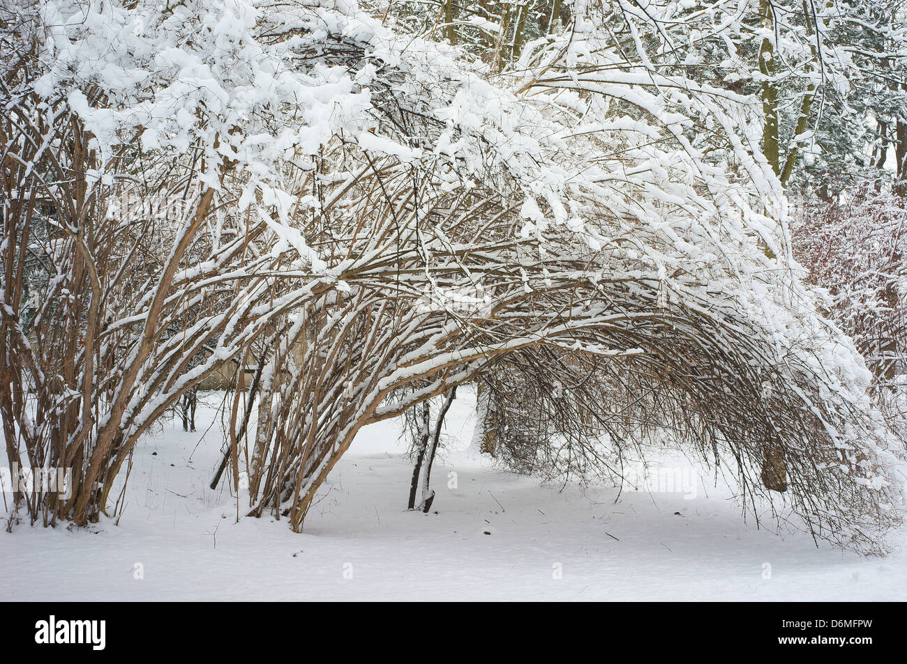 Bushes covered with snow winter wonderland Stock Photo Alamy