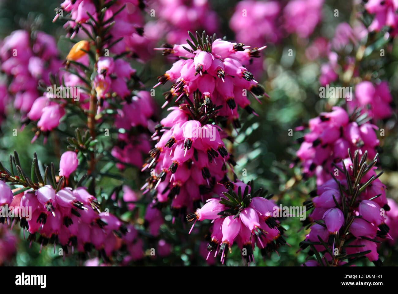 purple heath wild heather Stock Photo