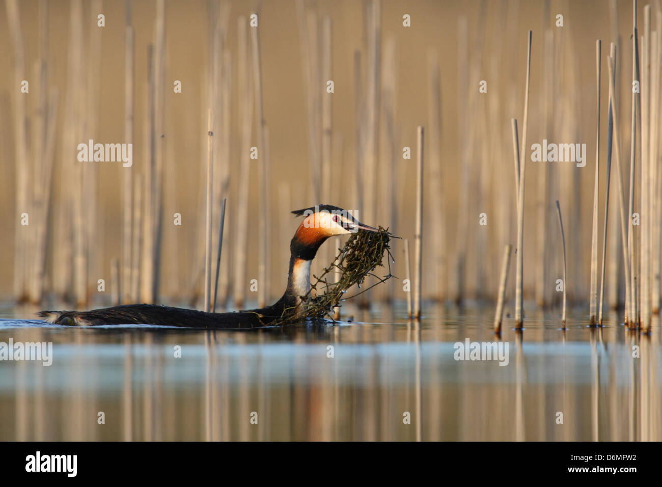 Great Crested Grebe (Podiceps cristatus) with nest material, Europe Stock Photo