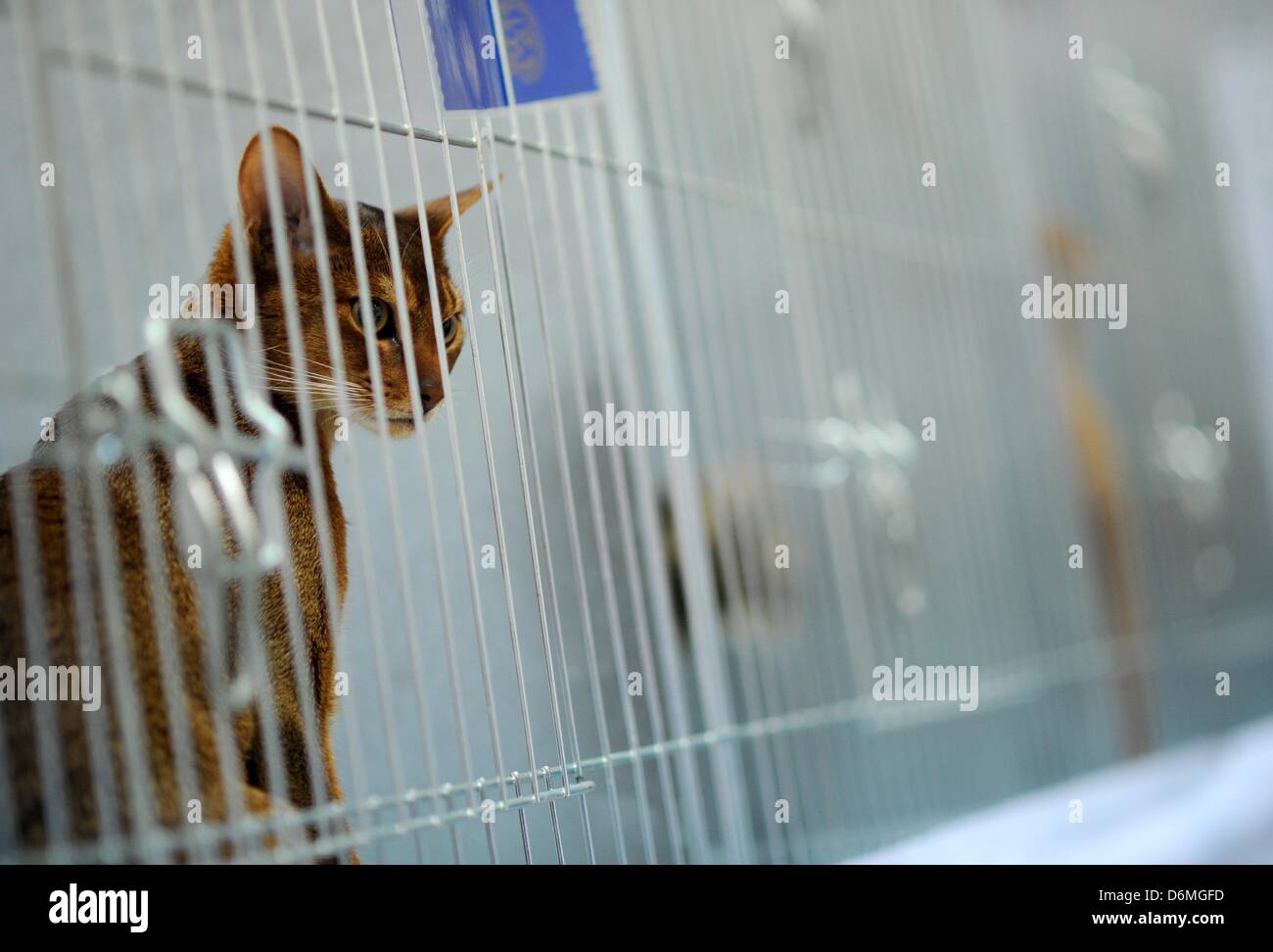 A house cat is pictured at the world cat exhibition in Dortmund, Germany, 20 April 2013. The association Deutsche Edelkatze e.V. hosts the world cat exhibition with more than 400 purebred cats on 20 and 21 April 2013. Photo: DANIEL NAUPOLD Stock Photo