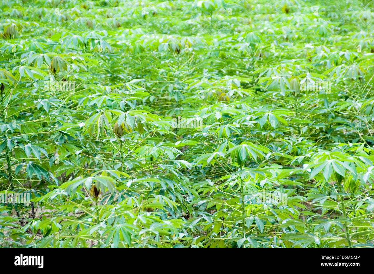Thailand Sweet Potato crop. A yellow fleshed tuber with great
