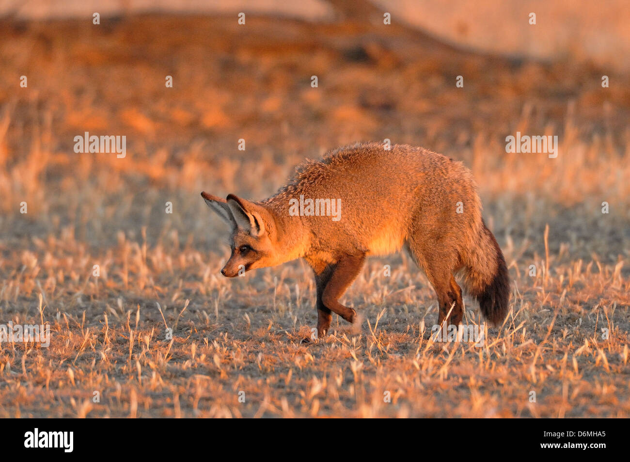 Bat-eared Fox Otocyon megalotis Listening and searching for termites Photographed in Kgalagadi National Park, South Africa Stock Photo