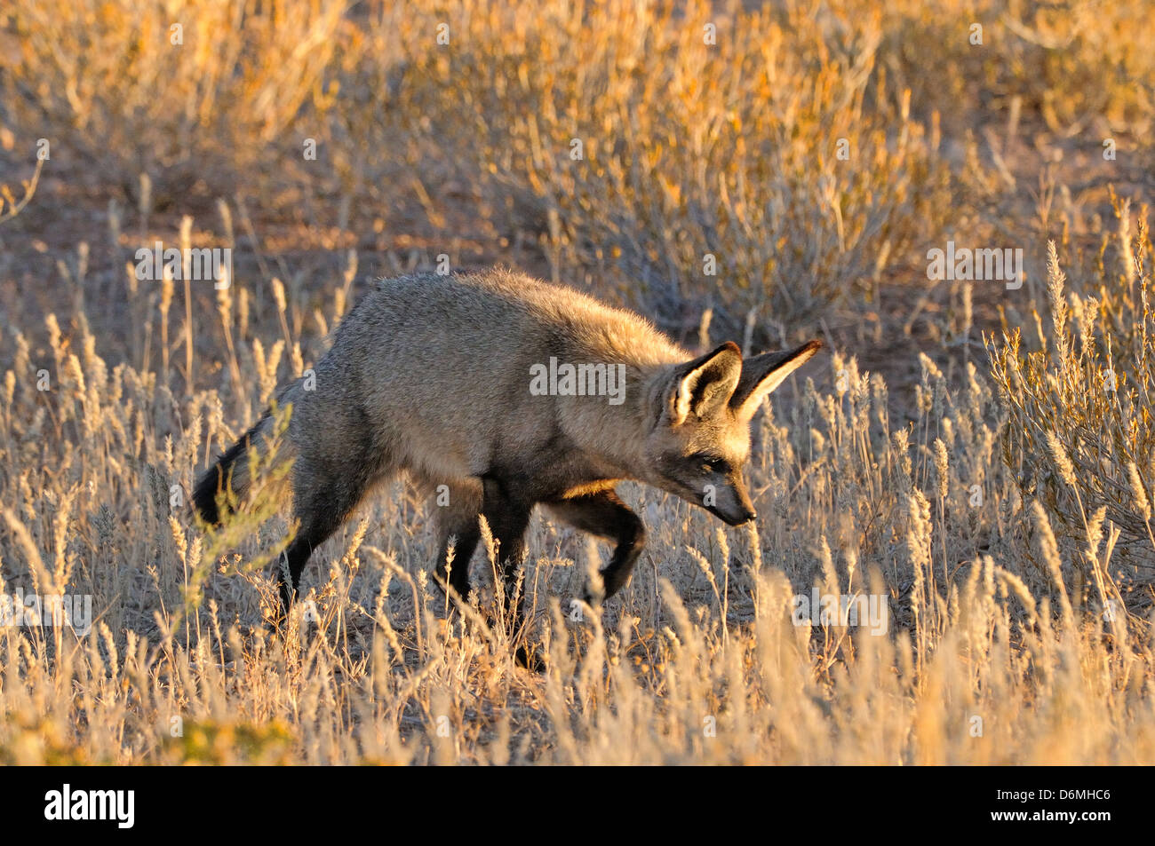 Bat-eared Fox Otocyon megalotis Listening and searching for termites Photographed in Kgalagadi National Park, South Africa Stock Photo