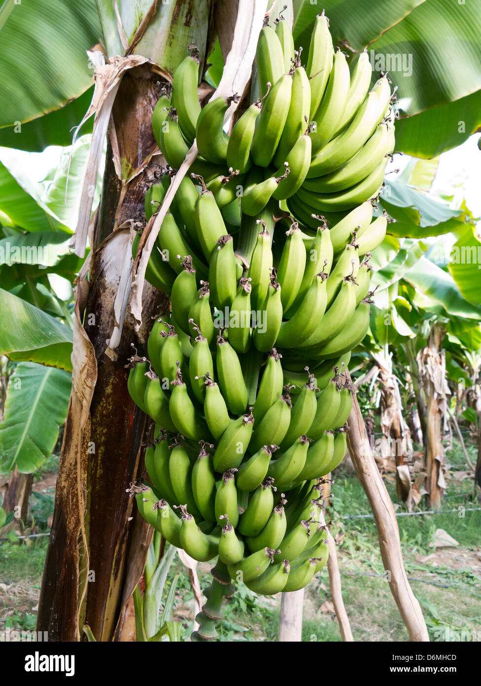 Banana plants growing in greenhouse in the area of the Anti Atlas mountains near Taroudannt. Stock Photo