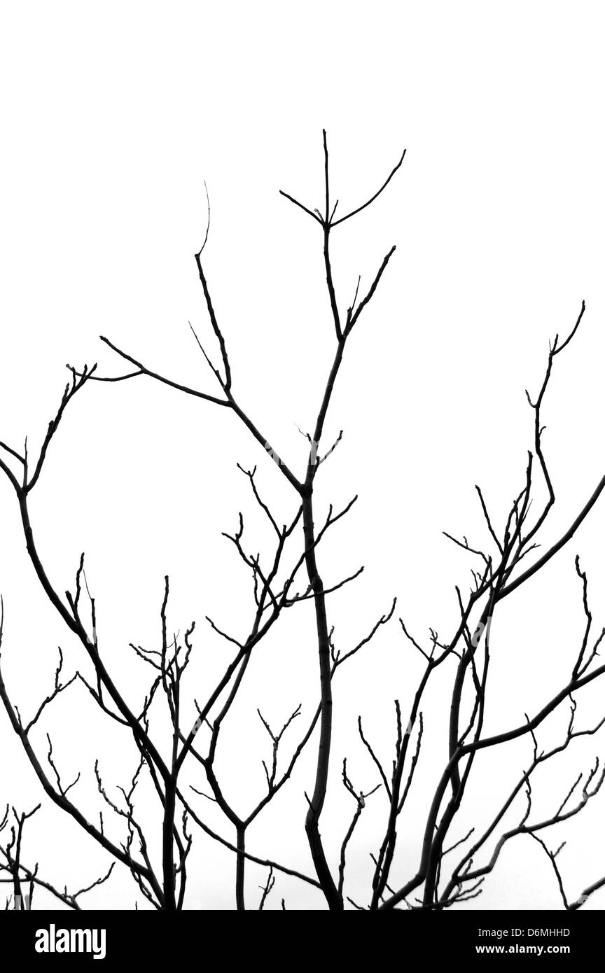 Leafless tree branches abstract background. Black and white. Stock Photo