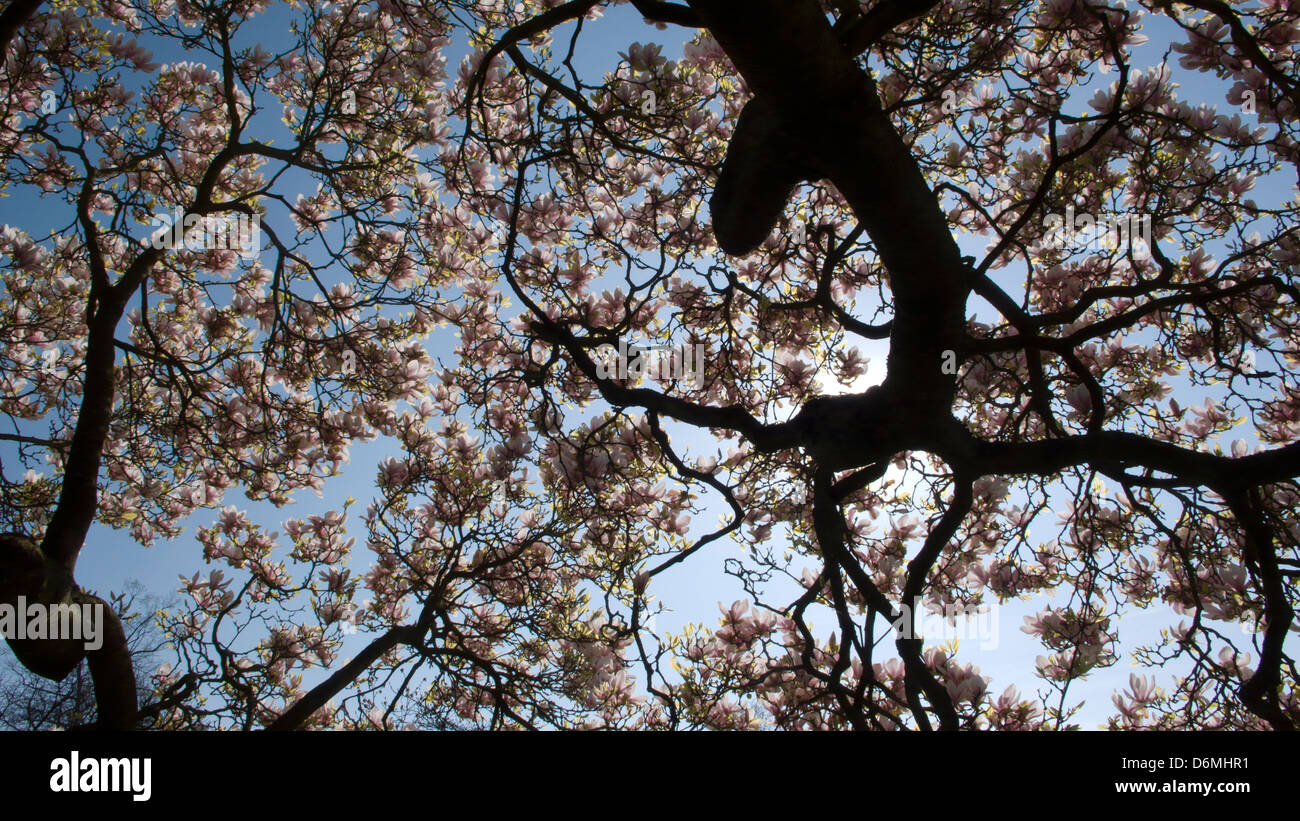 Magnolia tree silhouette hi-res stock photography and images - Alamy