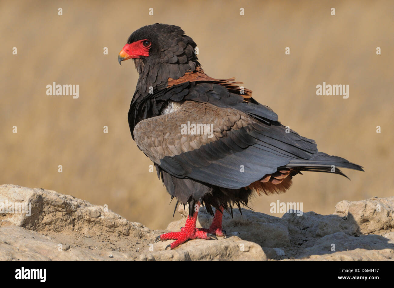 Bateleur Terathopius ecaudatus  Photographed in Kgalagadi National Park, South Africa Stock Photo