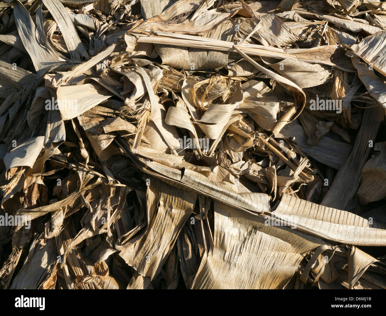 Dried up and dead leaves of Banana plants growing in greenhouse in the area of the Anti Atlas mountains near Taroudannt. Stock Photo