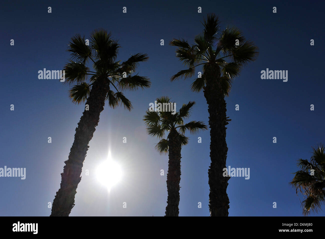 A silhouette of palm trees with a blue sky behind. Photograph taken ...