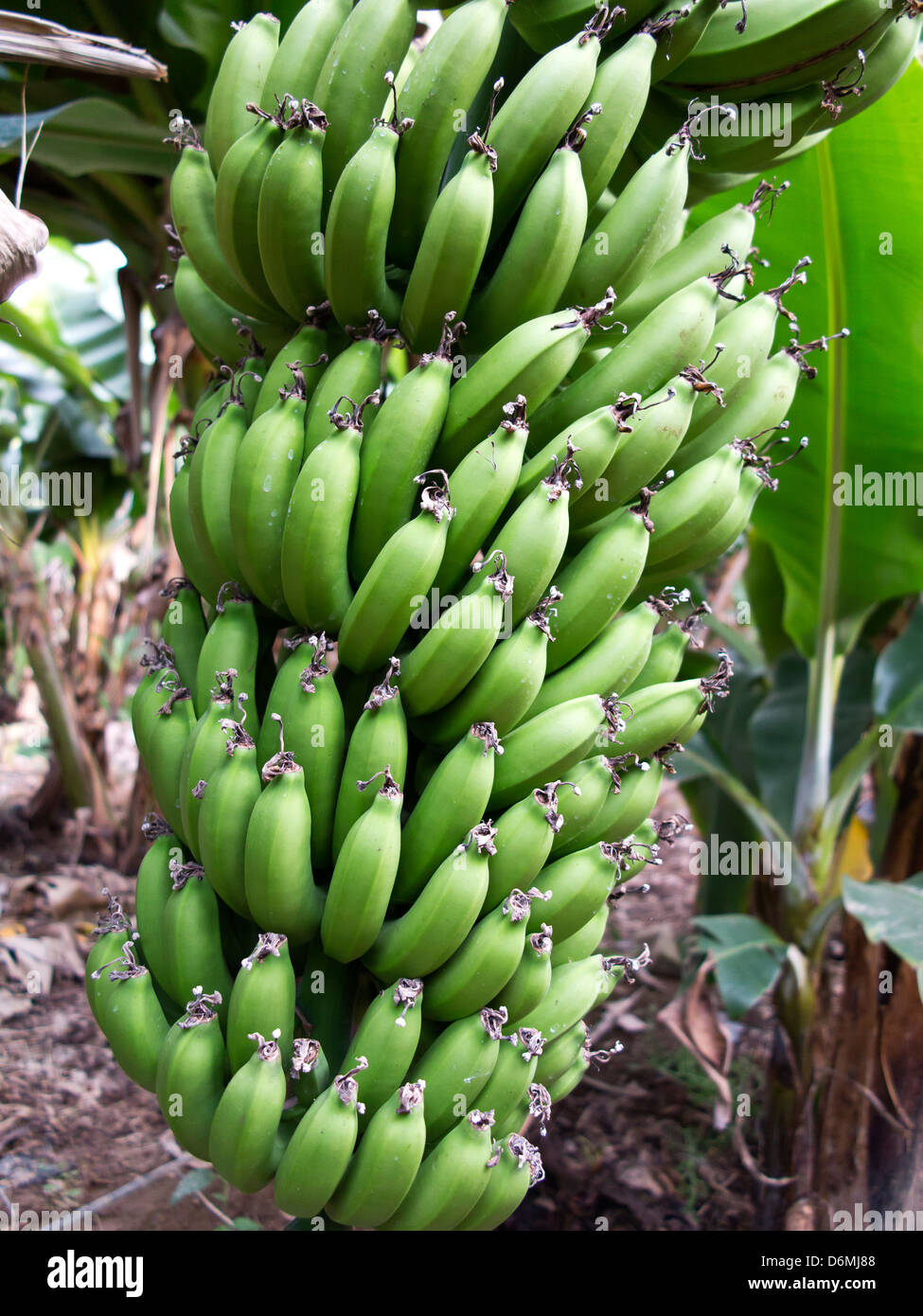 Banana plants growing in greenhouse in the area of the Anti Atlas mountains near Taroudannt. Stock Photo