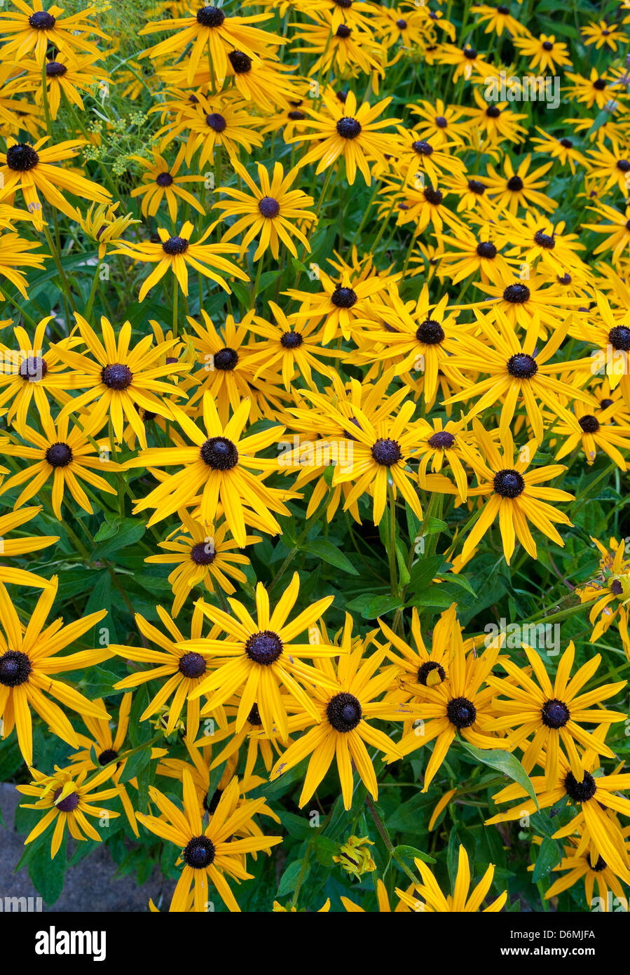 Yellow Blackeyed Susan flowers Stock Photo Alamy