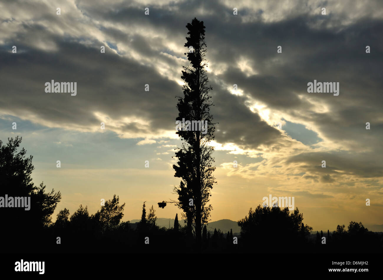 Forest trees silhouette under sunset colored cloudy sky Stock Photo - Alamy