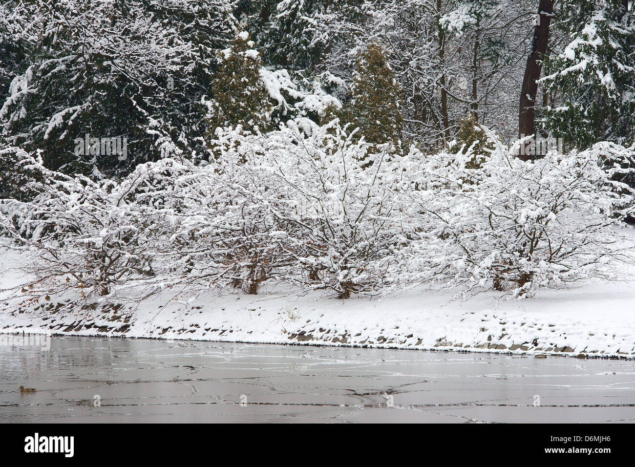 Trees covered with snow winter wonderland Wroclaw Park Szczytnicki Stock Photo