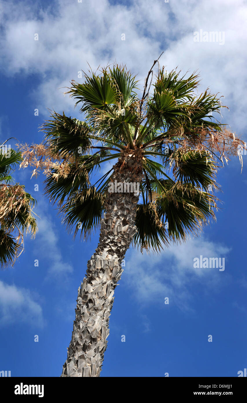 Palm trees with a blue sky behind. Photograph taken from below. Stock Photo