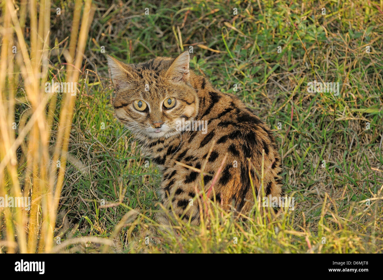 Black-footed Cat Felis nigripes Endangered species Captive Photographed in South Africa Stock Photo
