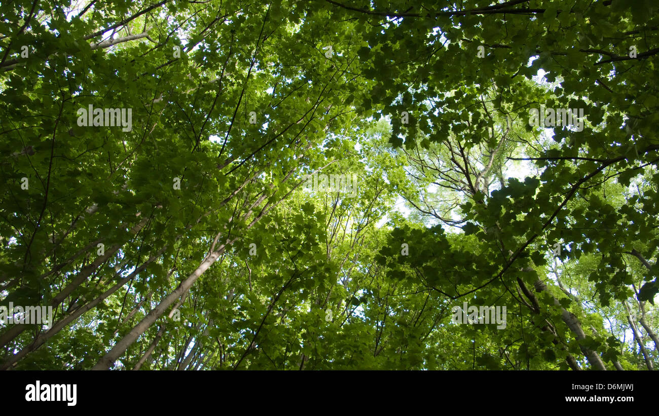 Leafy canopy hires stock photography and images Alamy